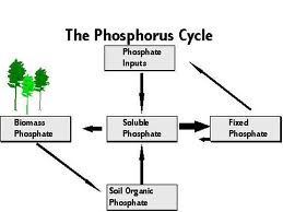 CC: Nitrogen and Phosphorus Cycle Notes - MARINE SCIENCE- Juan Gutierrez